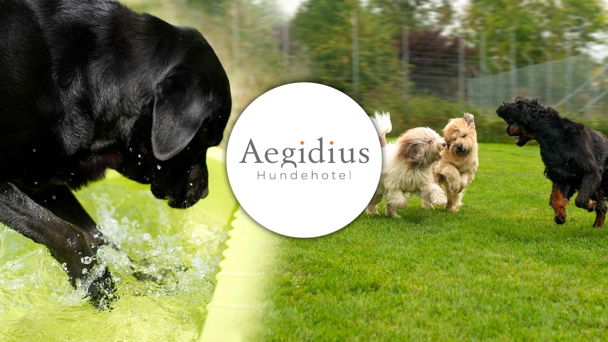 aegidius-hundehotel-home-header